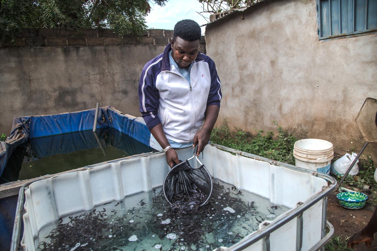Pisciculture et entrepreneuriat des jeunes : un levier pour le développement local