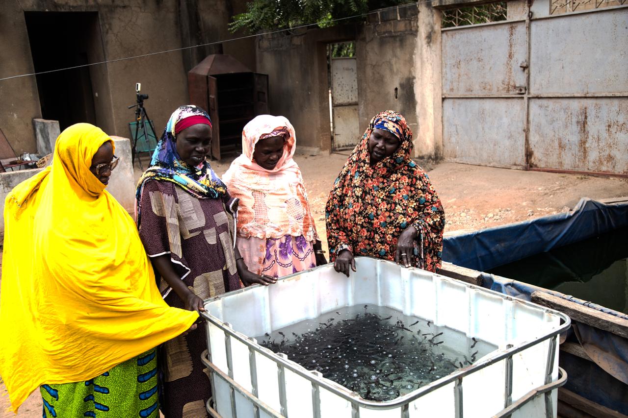 Étude de faisabilité pour la création d’un projet piscicole à Baguinéda (Bamako, Mali)